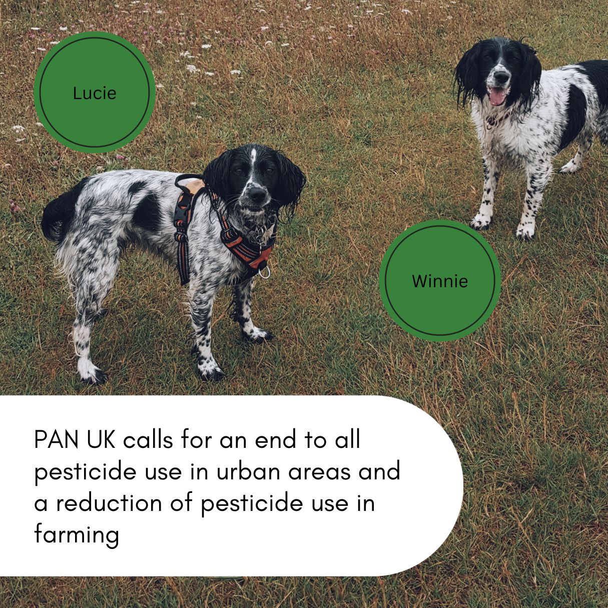 PAN UK calls for an end to urban pesticide use to protect pets from exposure