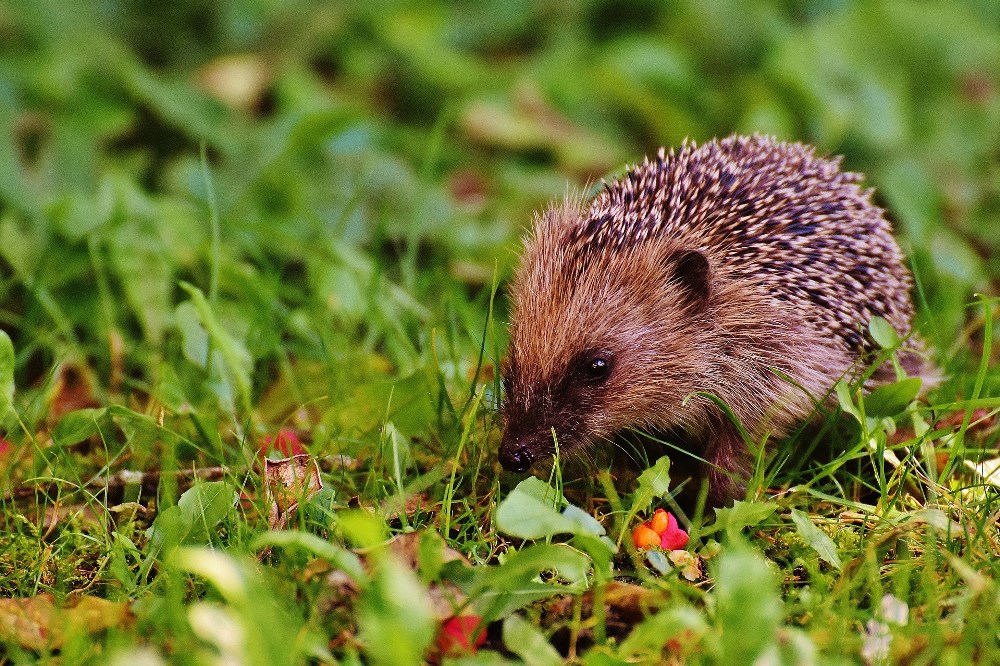 Protecting the Planet - pesticides poison wildlife and affect the natural food chain