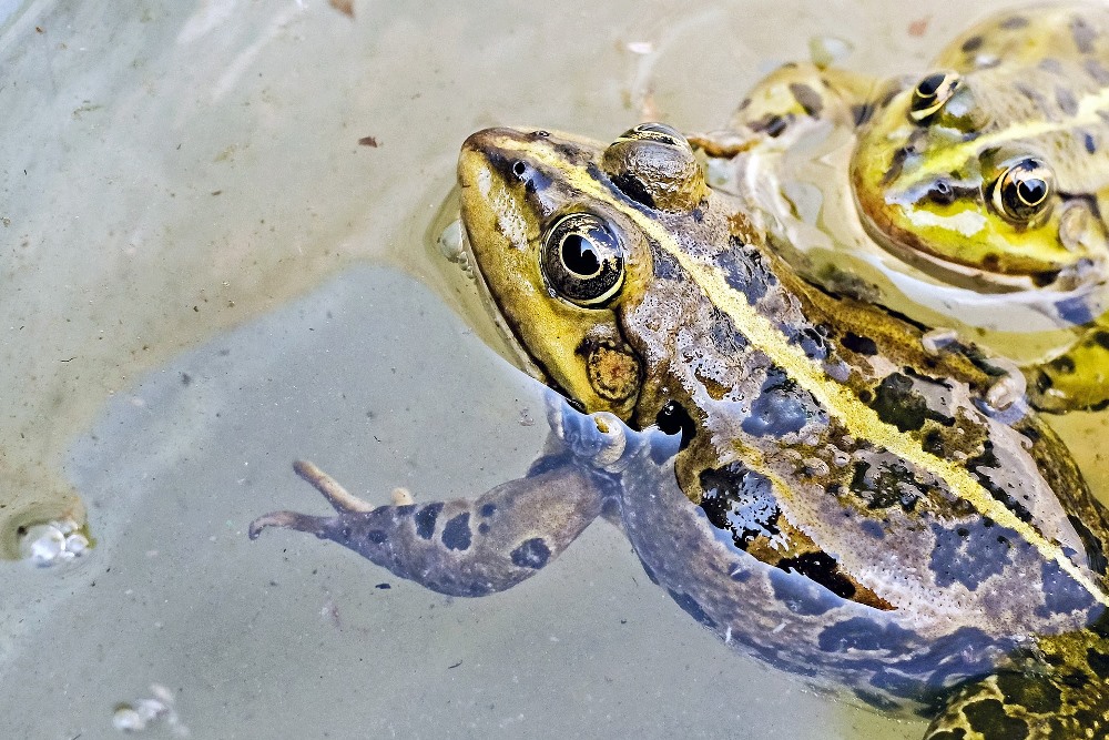 Environment – Aquatic Life Protecting the Planet - aquatic life are affected by water contaminated by pesticides