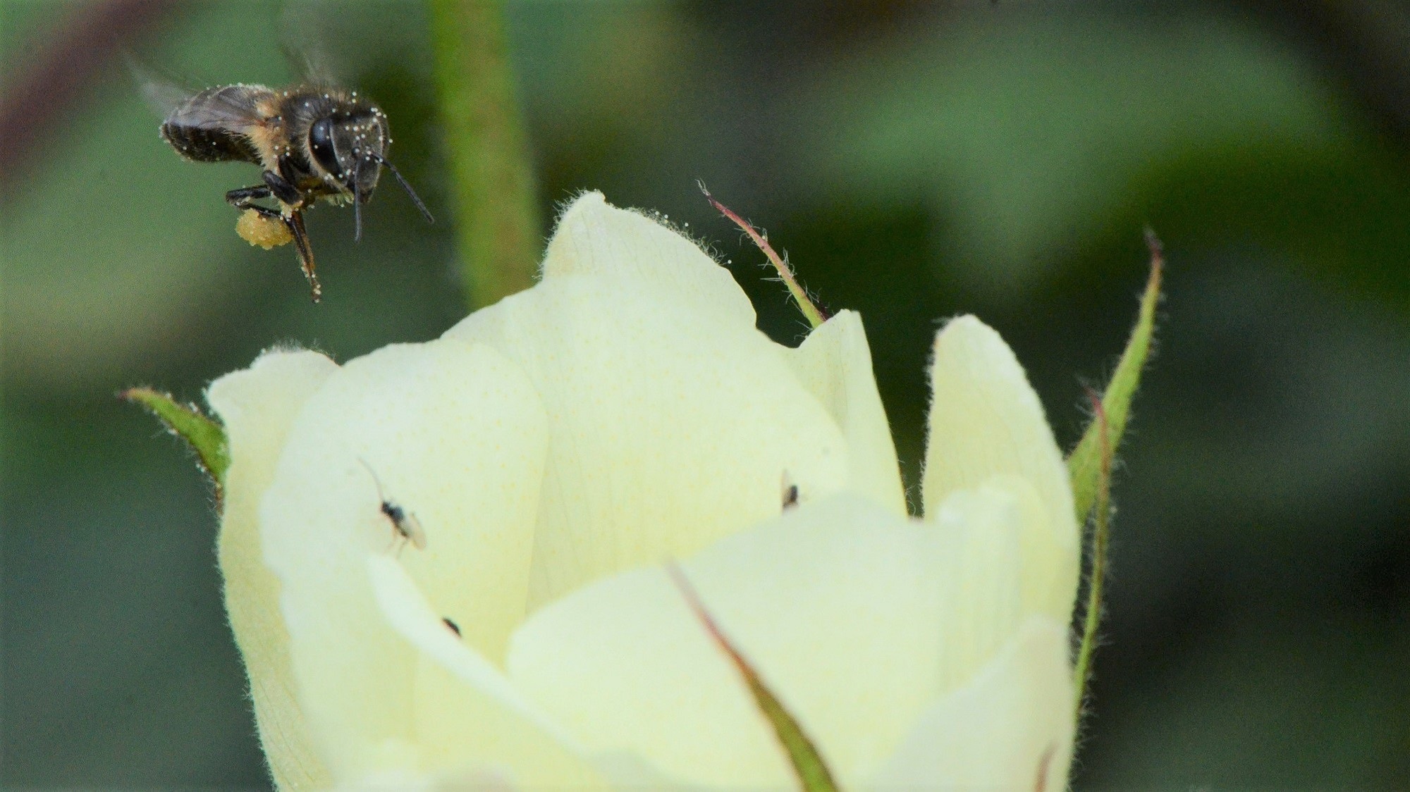 Ethiopia – bees Bees are returning to Ethiopian cotton fields, providing extra income
