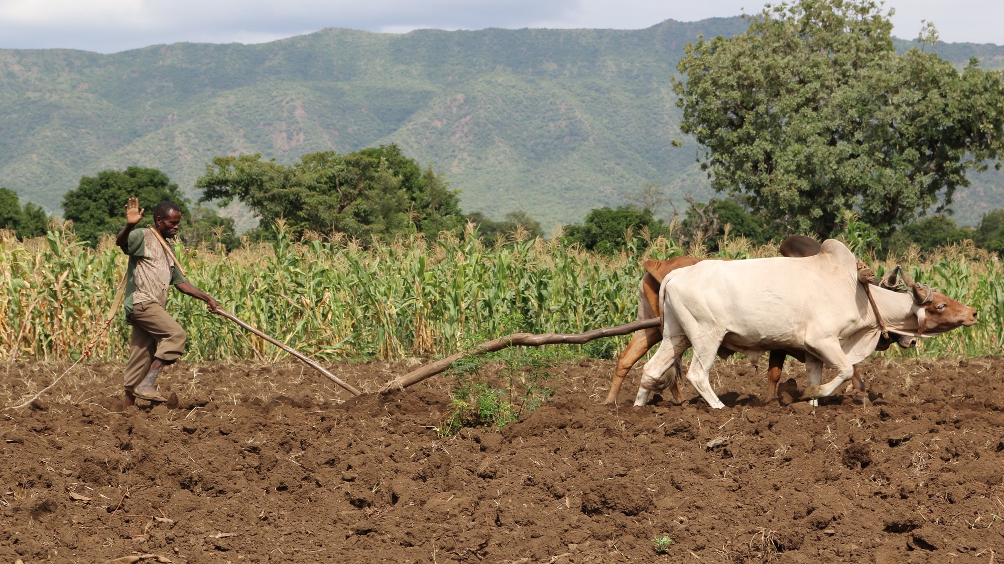 Ploughing cotton fields in Ethiopia