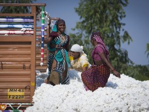 Farm workers loading cotton onto a truck. Credit Solidaridad.