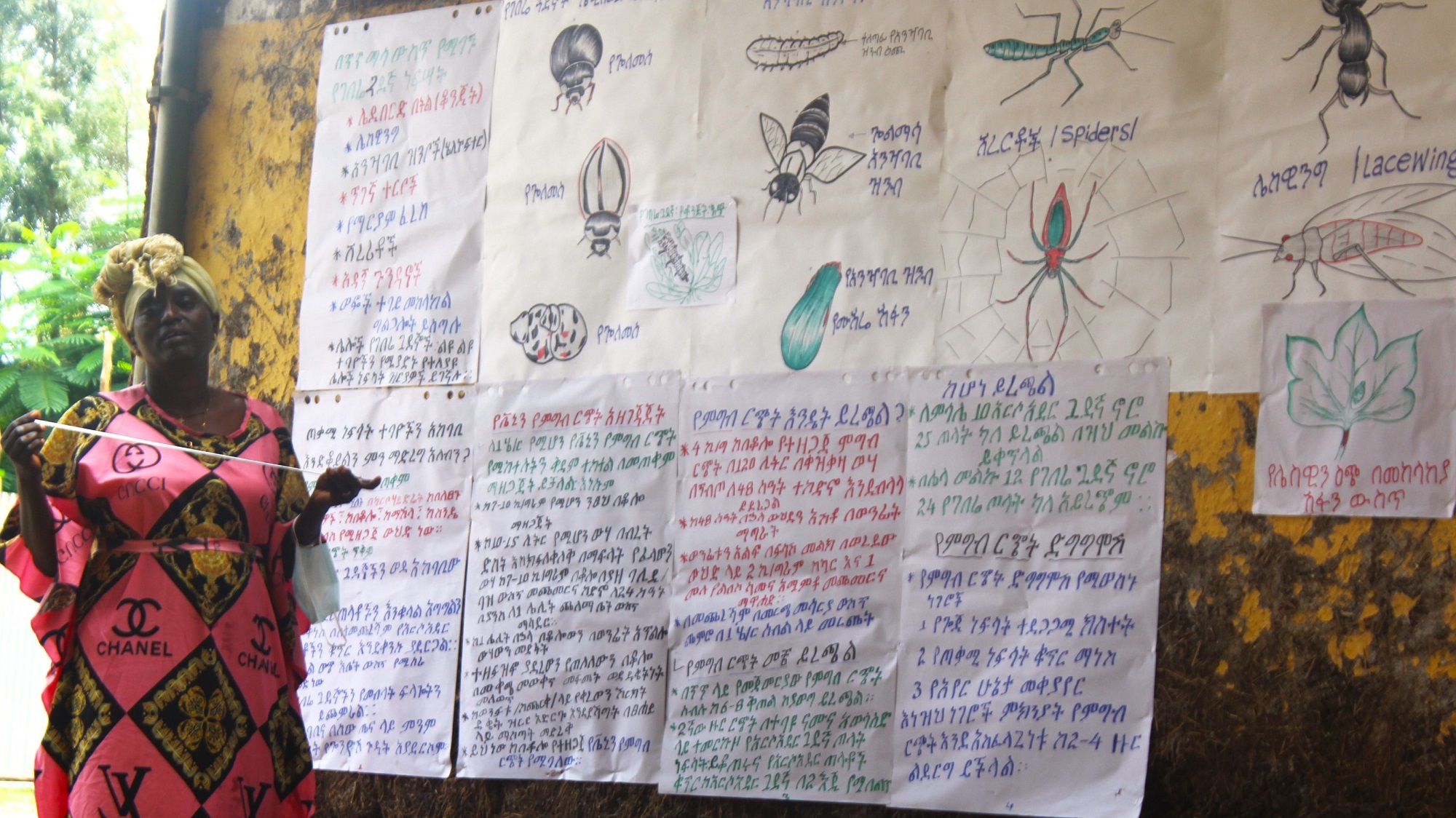 Farmer Field School - diagrams of insects