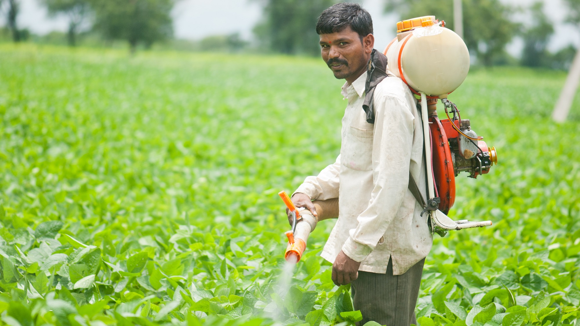 Farmer spraying pesticides on soy crop in India without protective gear