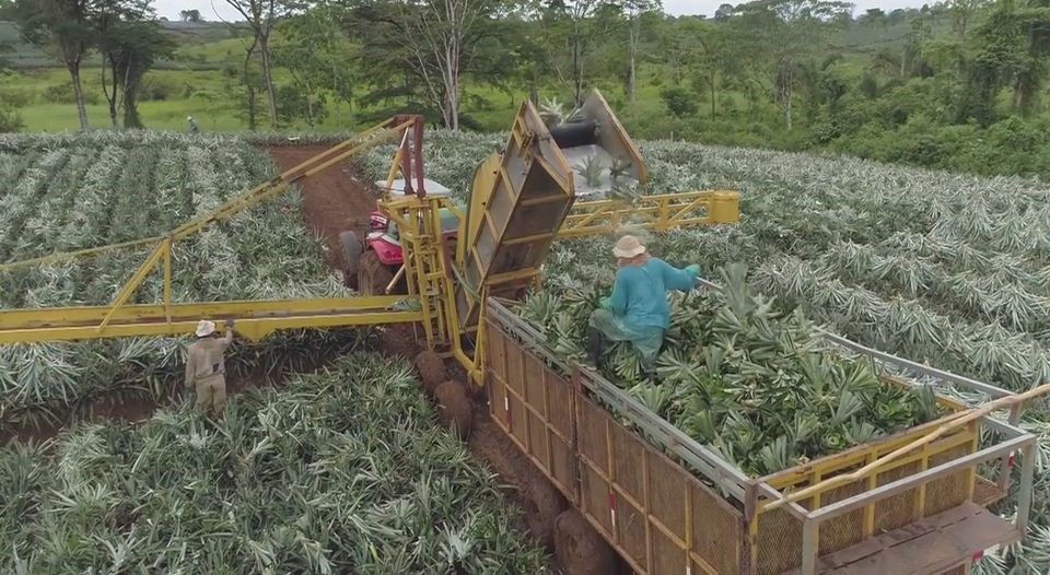 Machinery in operation at Valle del Tarso estate, selected by the pilot project to be dedicated to entirely organic pineapple production. (ICE PARA LN)