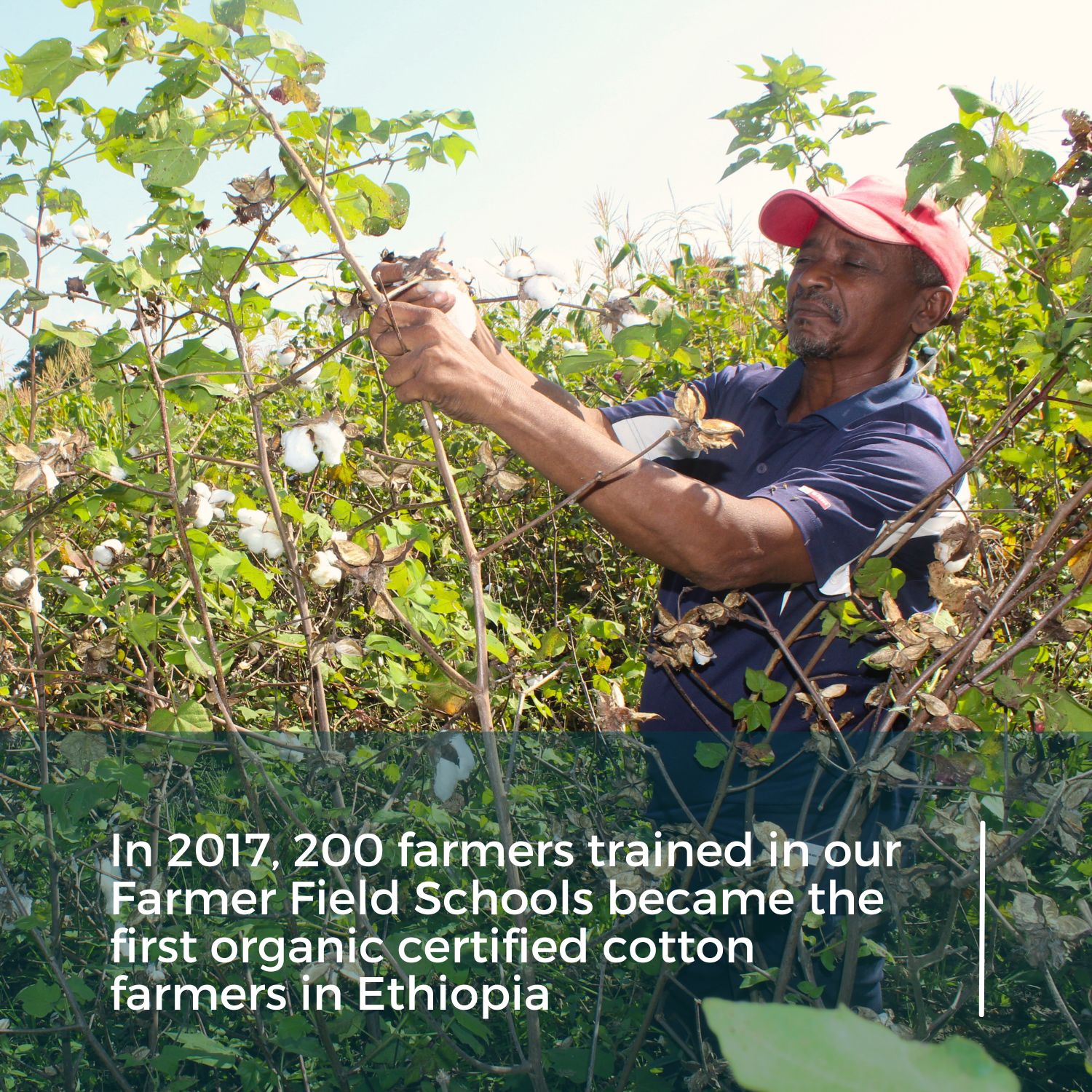 First organic cotton farmers in Ethiopia