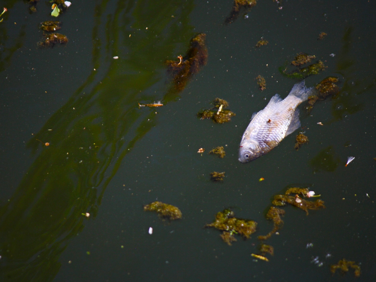Fish floating in polluted river. Credit RSPB