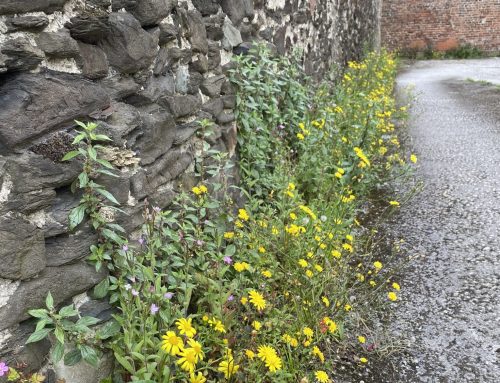 Look again at the flowers at your feet