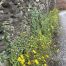 Flowery base of wall Conwy (c) Trevor Dines