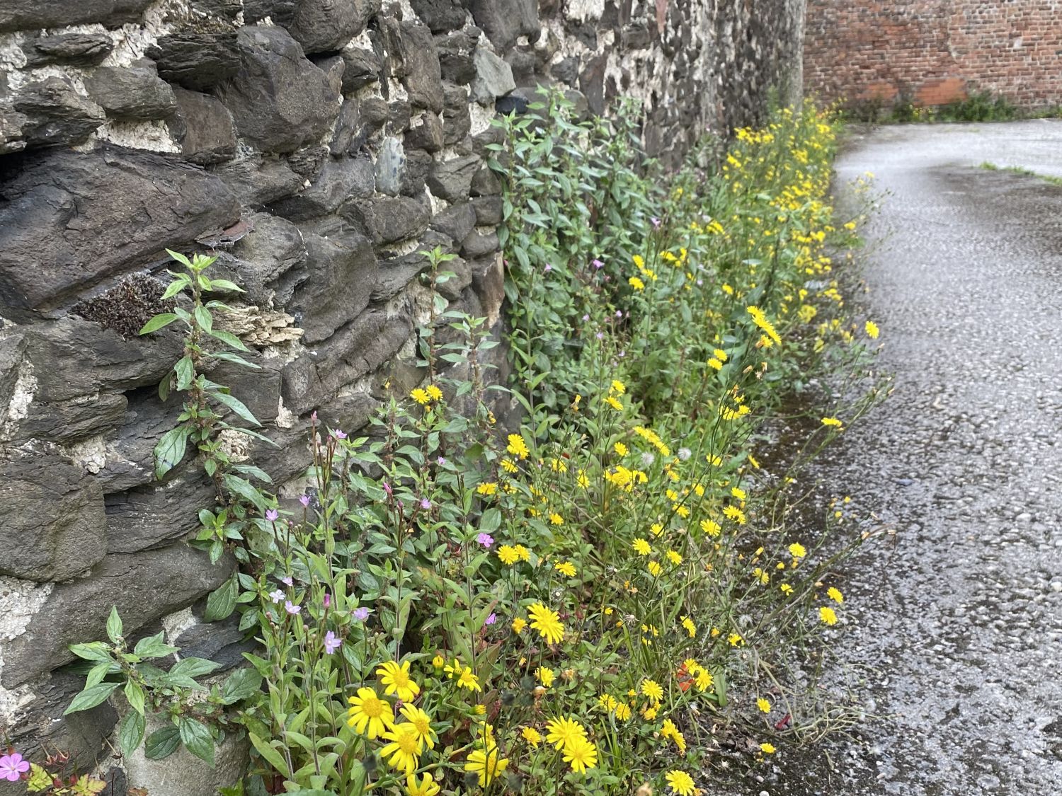 Flowery base of wall Conwy (c) Trevor Dines