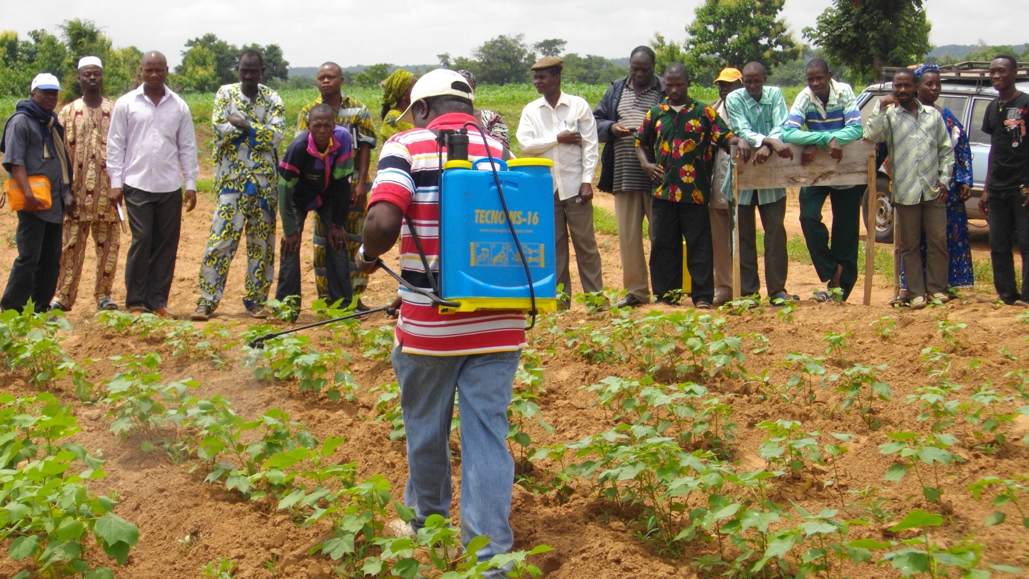 Using the food spray technique to encourage beneficial insects into the cotton field