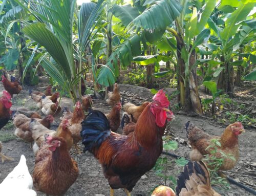 Agroecological weed management in bananas