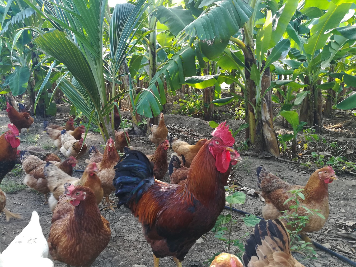 Running chickens to graze amongst bananas as a form of weed management