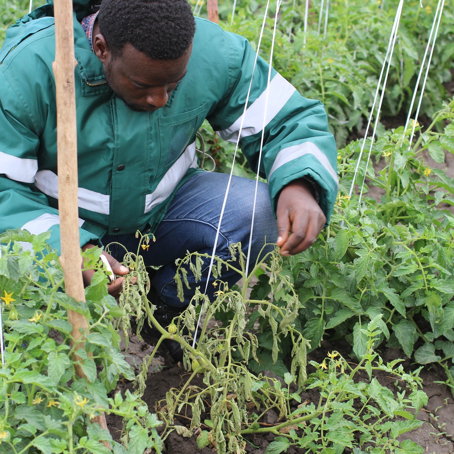 Gemeda assesses tomato plant