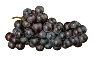 Grapes from CPTPP member countries New Zealand, Chile and Peru are allowed to contain 1,000 times the amount of iprodione than their UK equivalent.