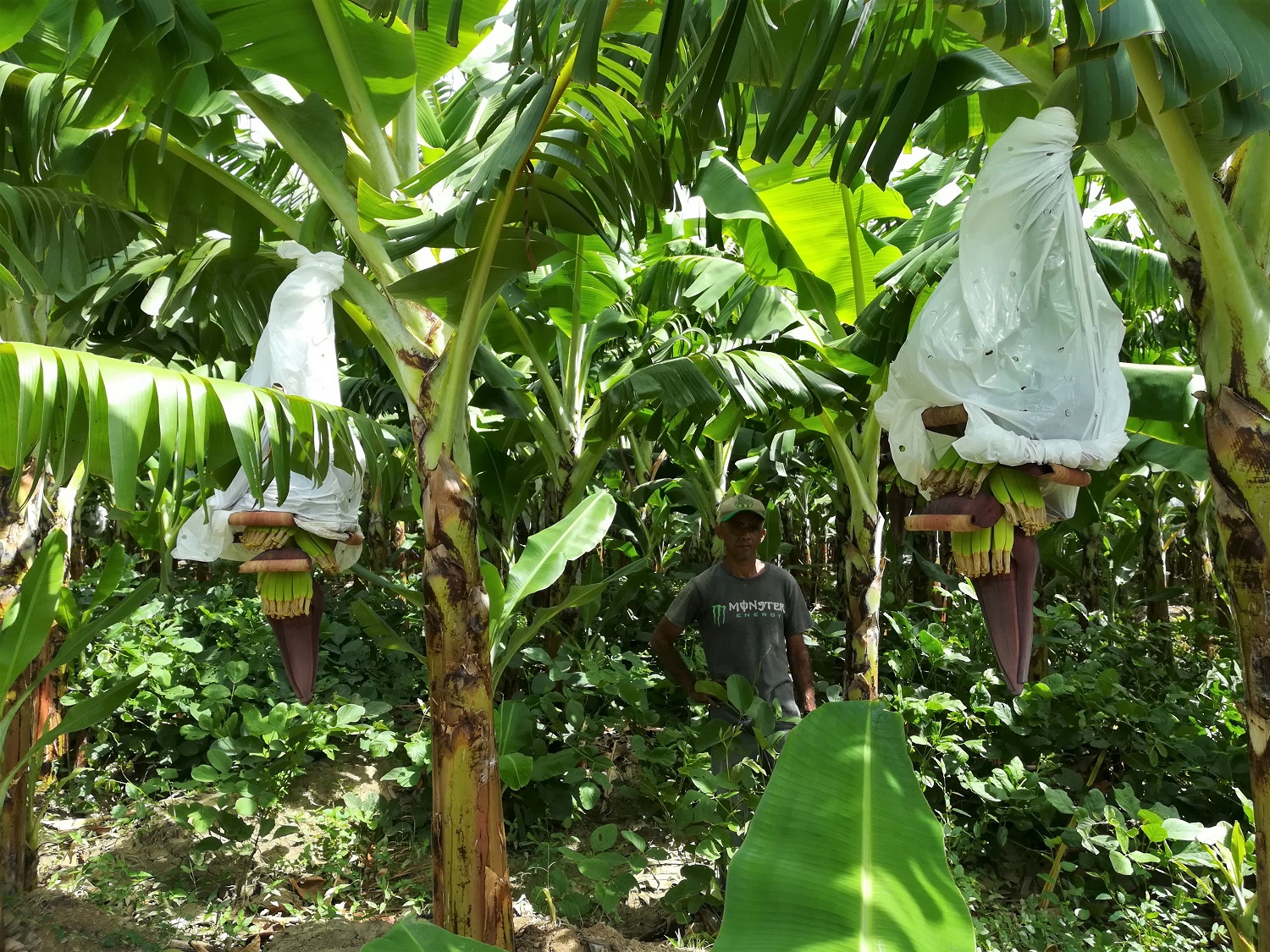 Ground cover plants between banana rows substantially reduce need for manual weeding