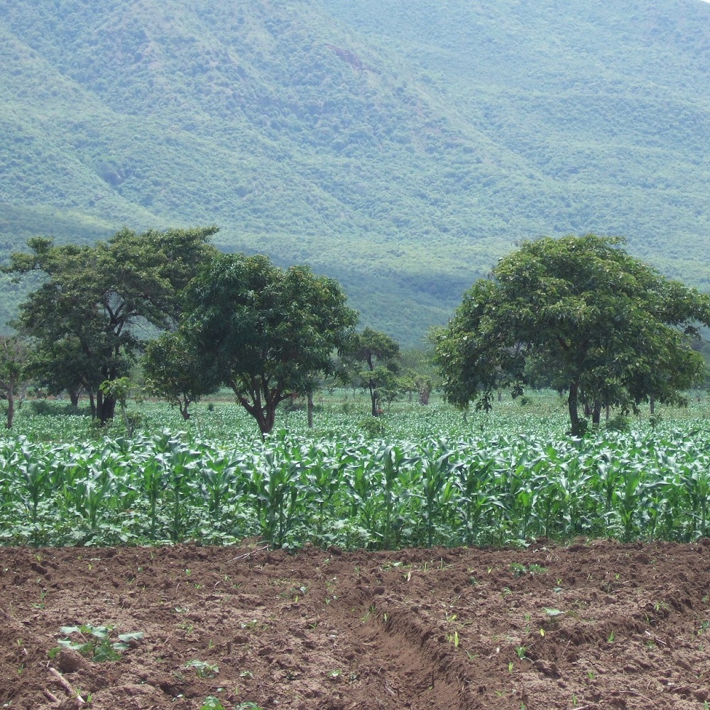 Trees within cotton and maize fields provide fruits, fodder for livestock and prunings that can be used for compost or mulch; smallholder farm, Ethiopia. PAN UK