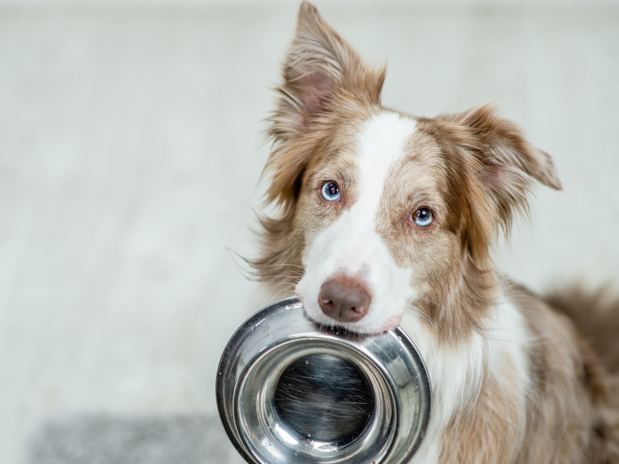A healthy banquet or a dog's dinner? The National Food Strategy