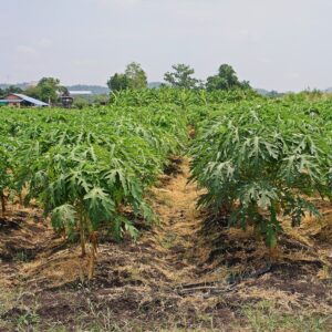 Weed control by post emergence herbicide in a papaya field. Credit Shutterstock