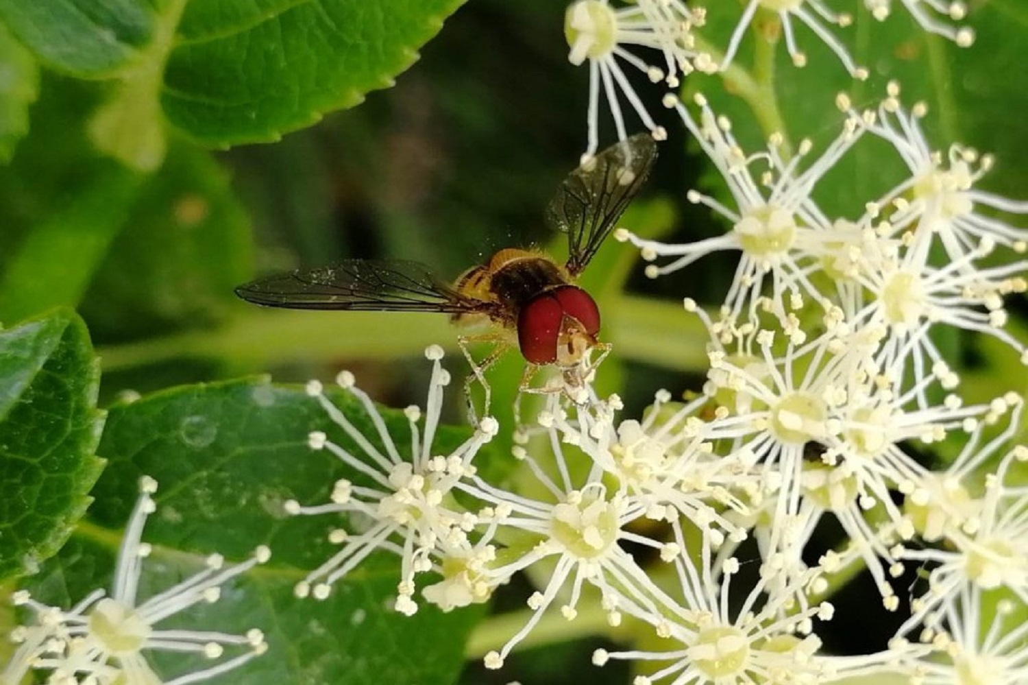 Hoverfly - taken on a smartphone in Vicki's garden.