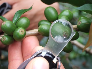 Growing Coffee Without Endosulfan