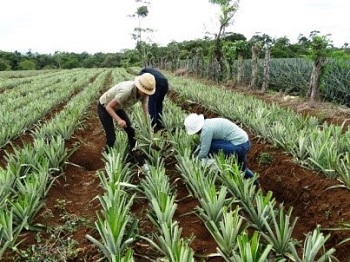 Phasing out highly hazardous pesticides in Costa Rica