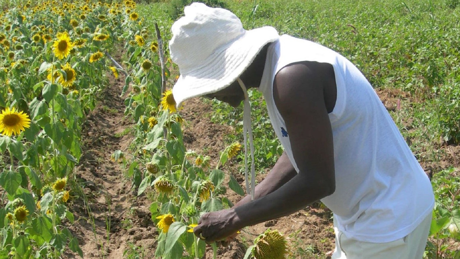 Rows of sunflowers planted among cotton as a trap crop for pests and refuge for natural enemies. Photo: OBEPAB