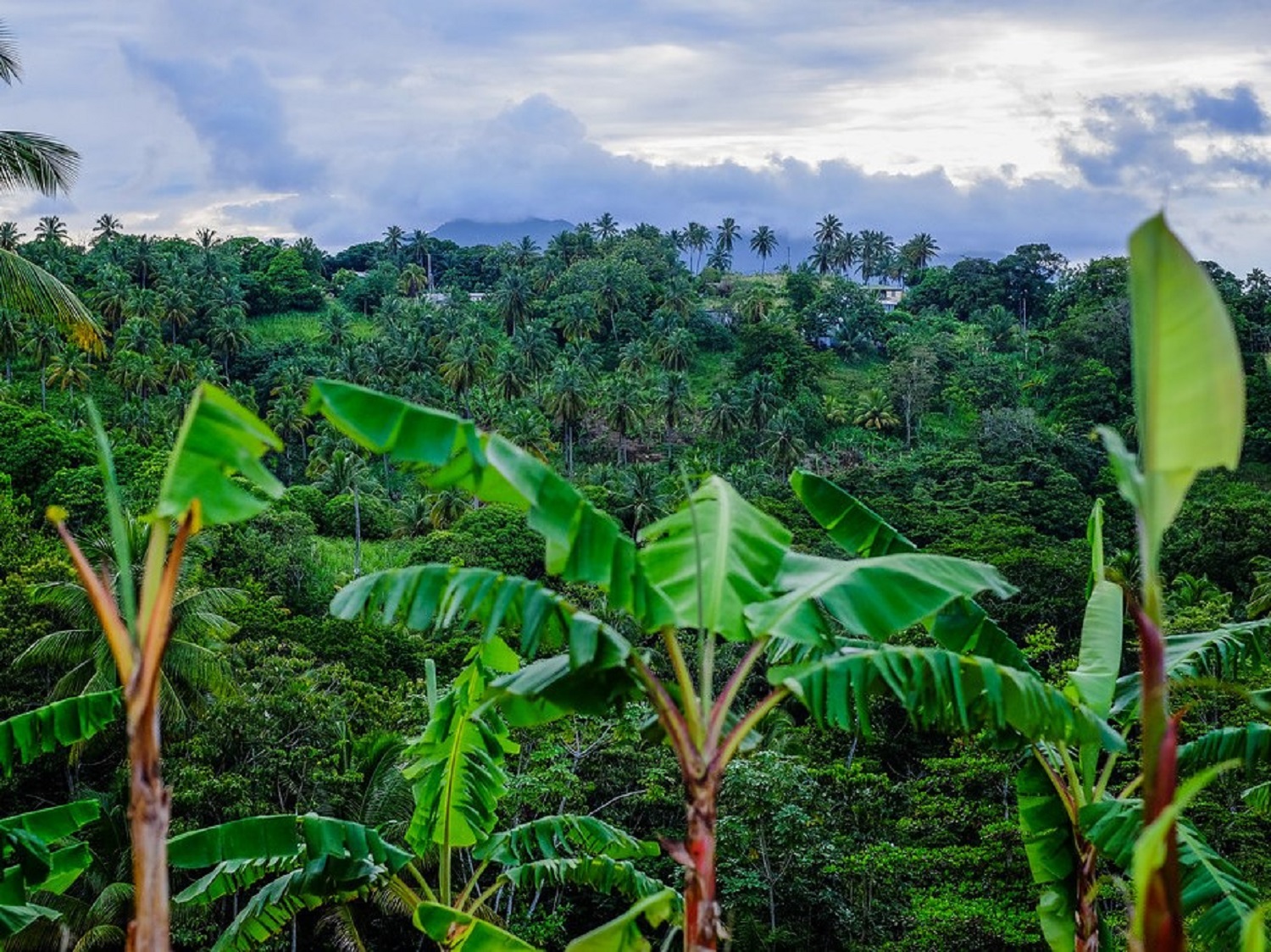 Impacts of pesticides on Caribbean farming communities