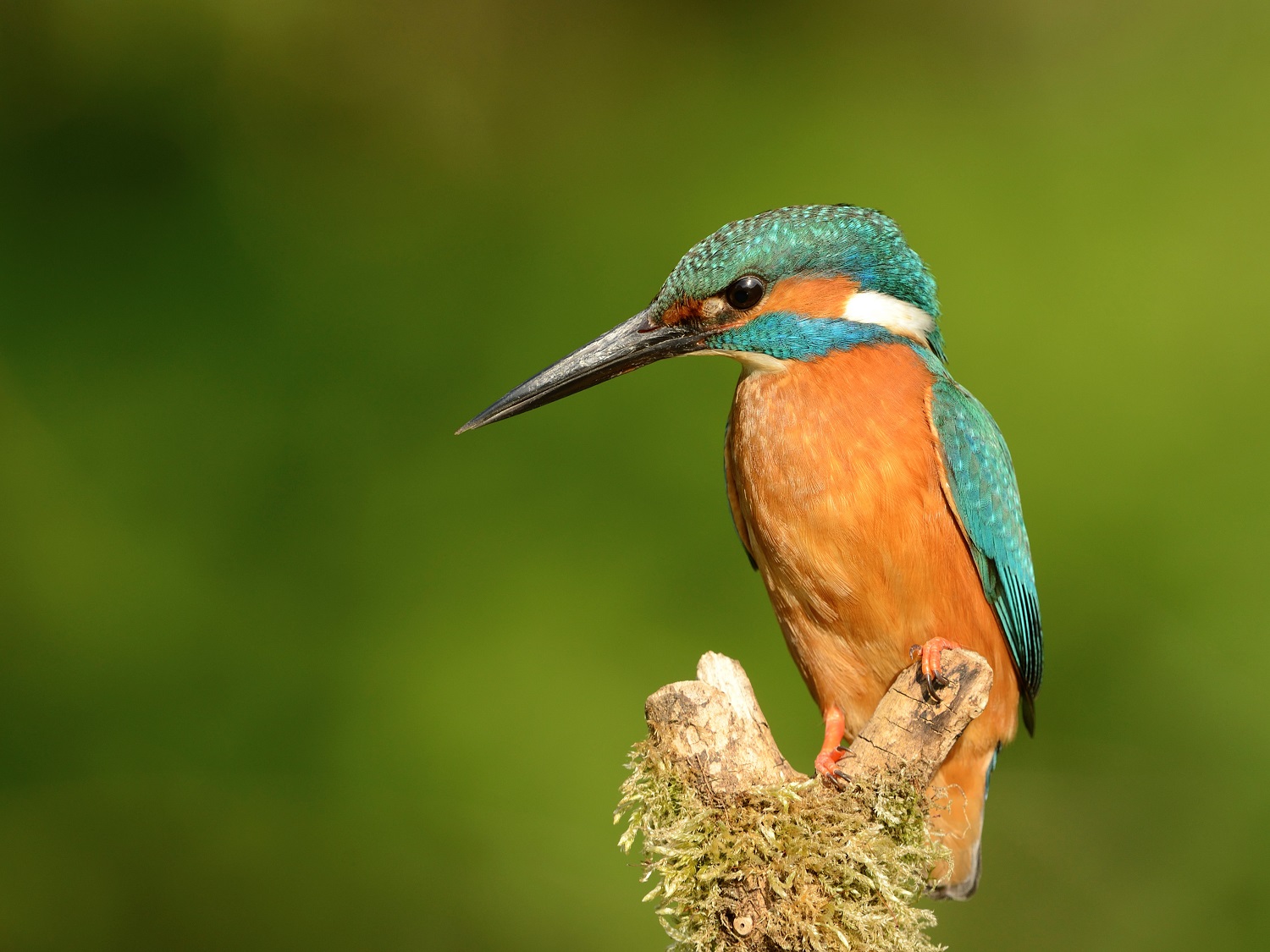 Common Kingfisher. Credit RSPB