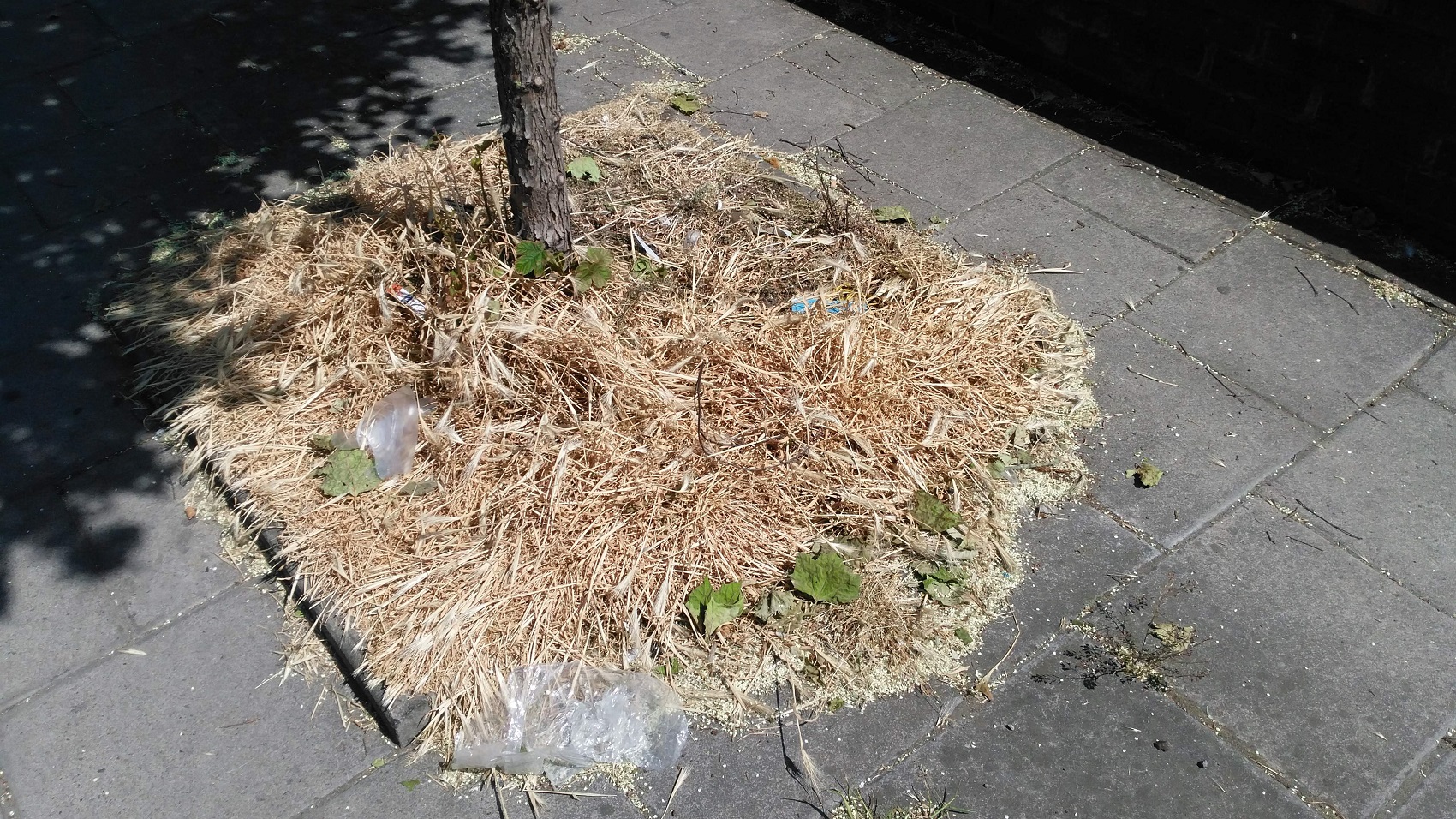 Tree pits in Lambeth sprayed with glyphosate - thanks to campaigning this will no longer take place. 