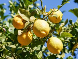 Imazalil found on citrus - Dirty Dozen