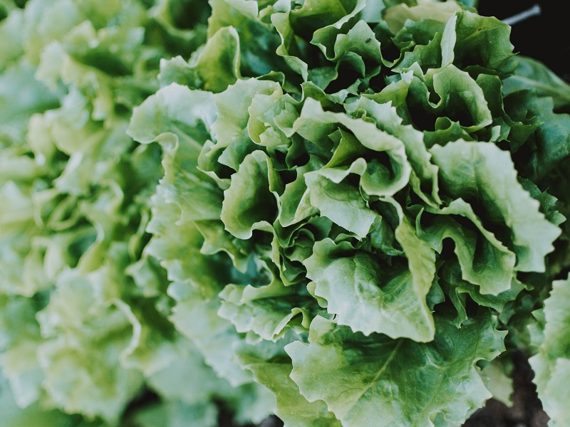 Neonicotinoids are found on lettuce - Dirty Dozen
