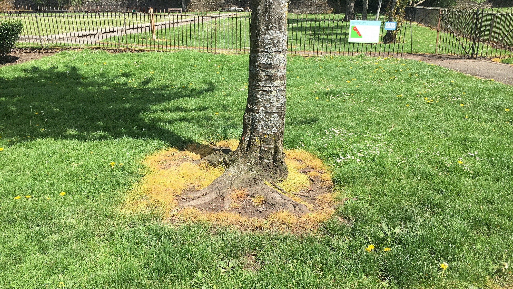 Weedkiller sprayed around the base of trees in Llandaff fields, Cardiff. Credit Hilary May