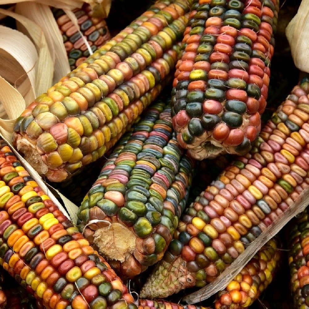 Locally adapted seeds – agroecology Locally adapted seeds - agroecology