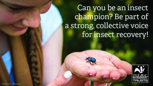 Luscumbe Farm dung beetle - Thomas B-Pixabay - Twitter