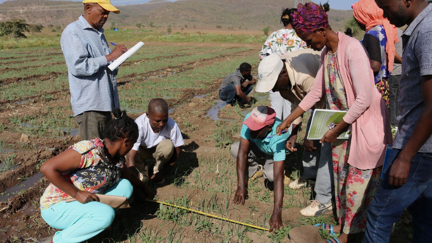 Learning agroecological farming methods at Farmer Field School.