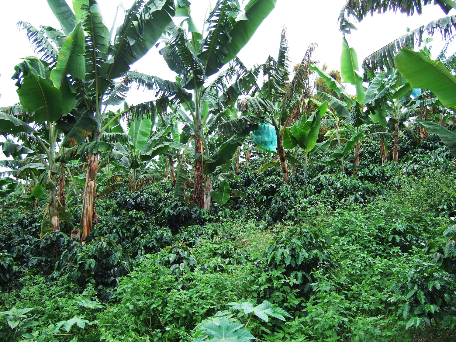 Mixed cropping system in Nicaragua showing benefits of ground cover. Credit: PAN UK 