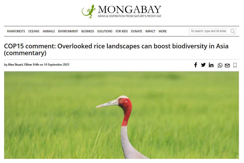 Mongabay - COP15 comment: Overlooked rice landscapes can boost biodiversity in Asia
