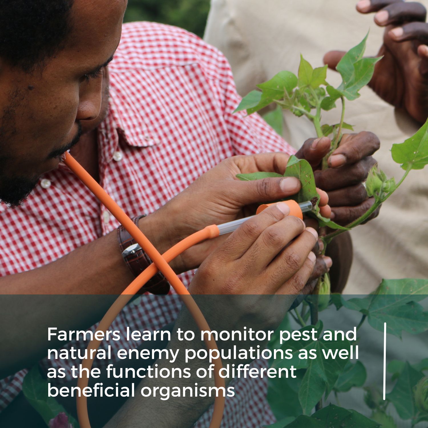 Monitoring pests during Farmer Field School