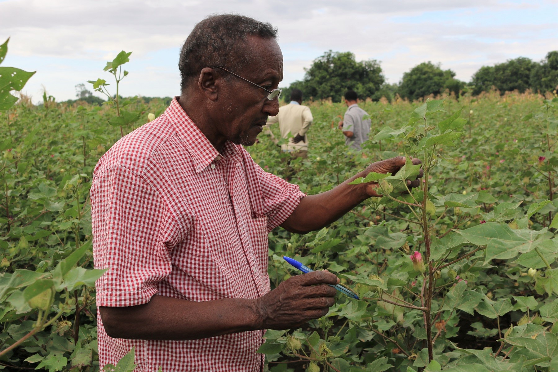 Monitoring sustainably-grown cotton crops in Ethiopia