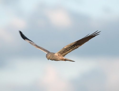 Pesticides impact on the nestlings of a farmland bird of prey