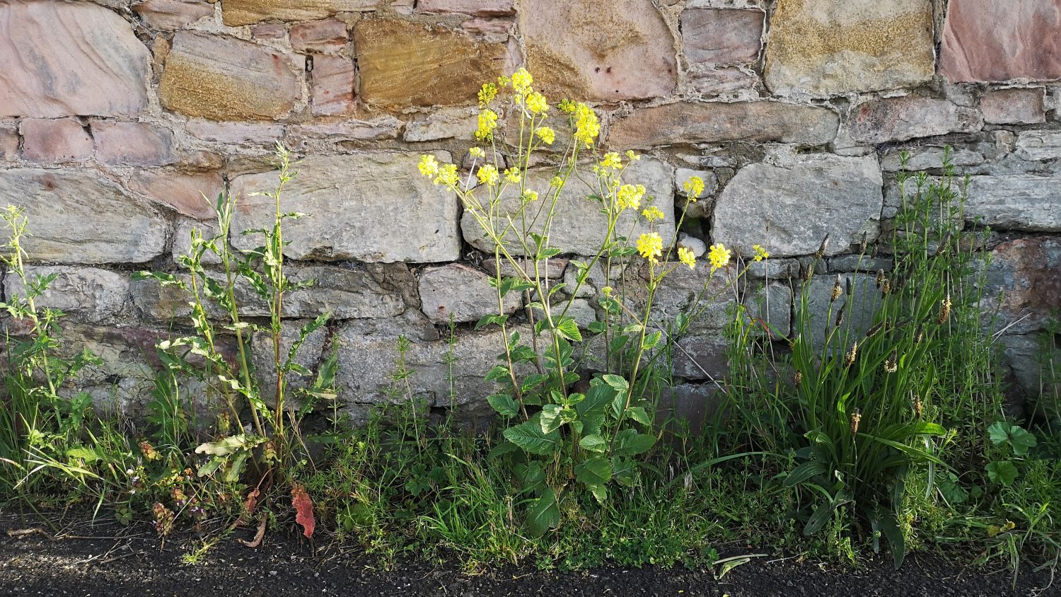 Mustards along a wall