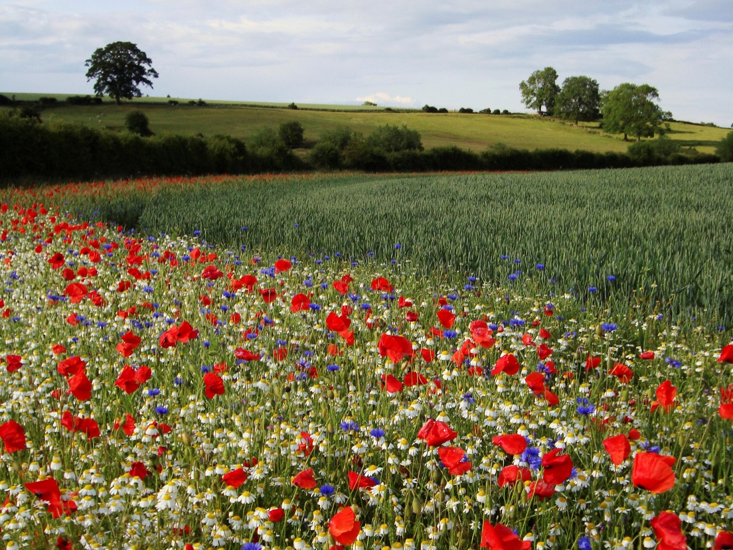 Nectar mix in field margin, Rectory Farm, Buckinghamshire by Colin Wilkinson (RSPB Images) 