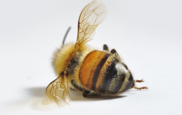 UK Government permits use of bee-toxic insecticides