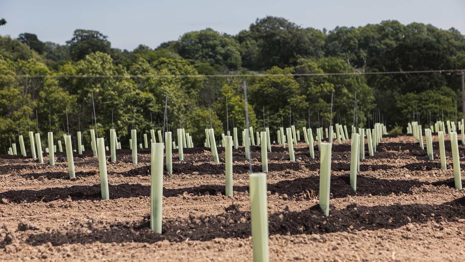 Newly planted vines at Tillingham
