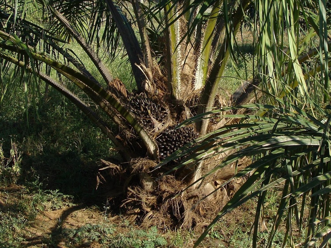 Growing oil palm without paraquat