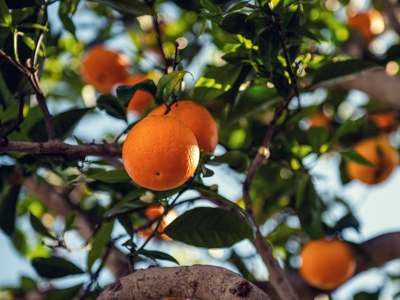 2,4-D is found on oranges - Dirty Dozen