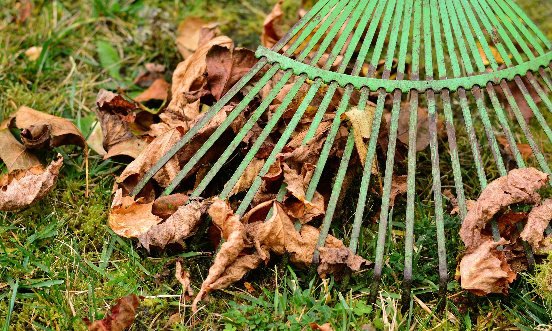 Use a spring-tined rake on an organic lawn in Spring