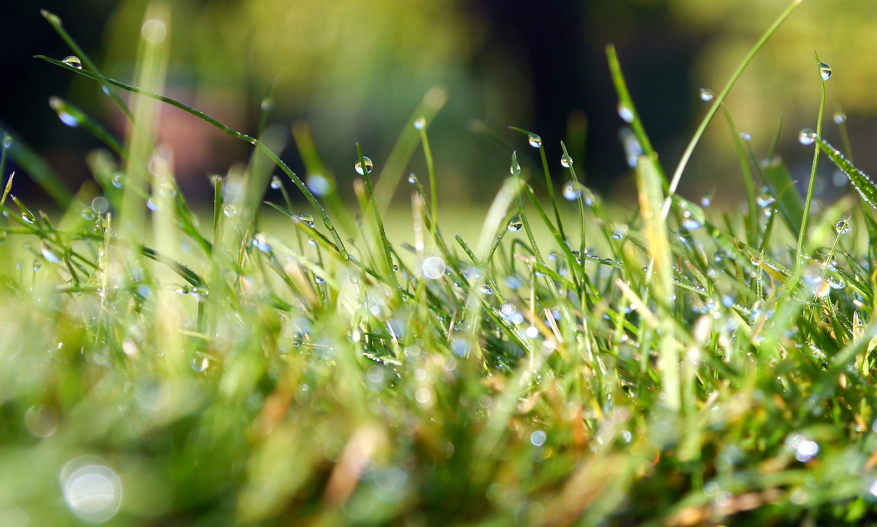 Tips on how to maintain an organic lawn