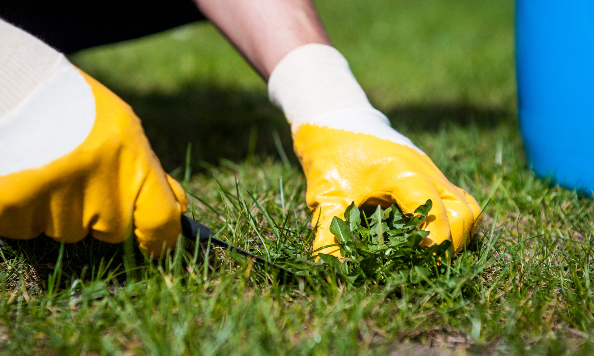 Manually remove weeds from the lawn